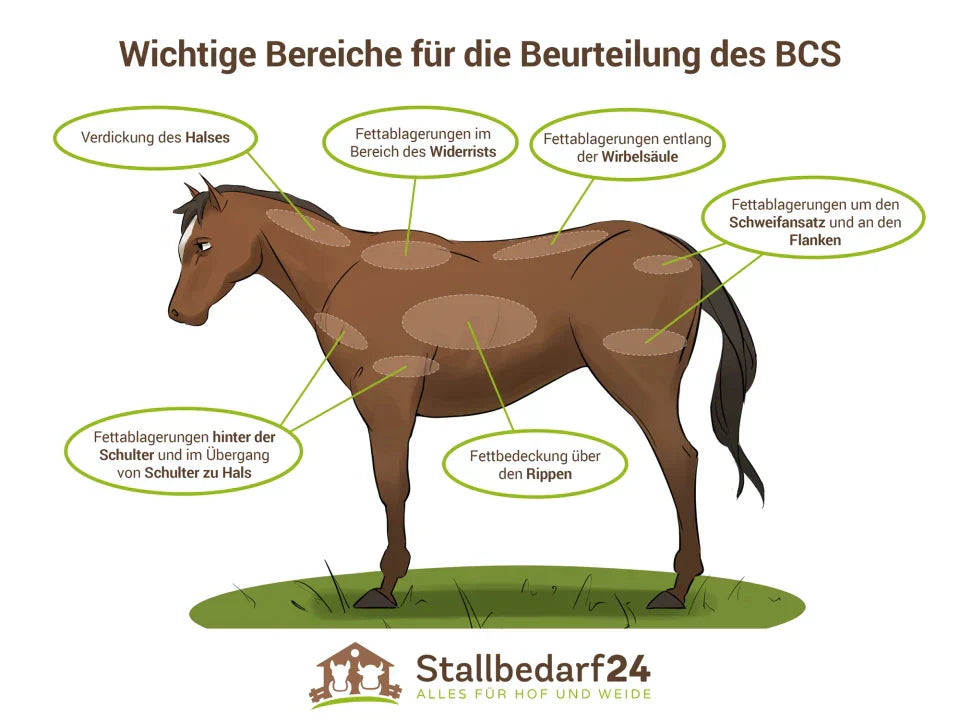 Achtung: Hufrehe- und Kolikzeit