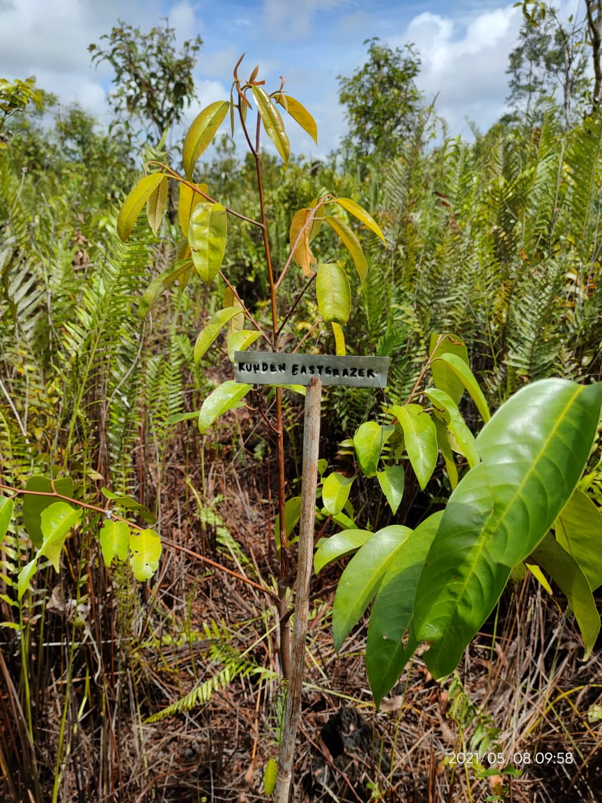 In Borneo steht der 2. EasyGrazer Baum