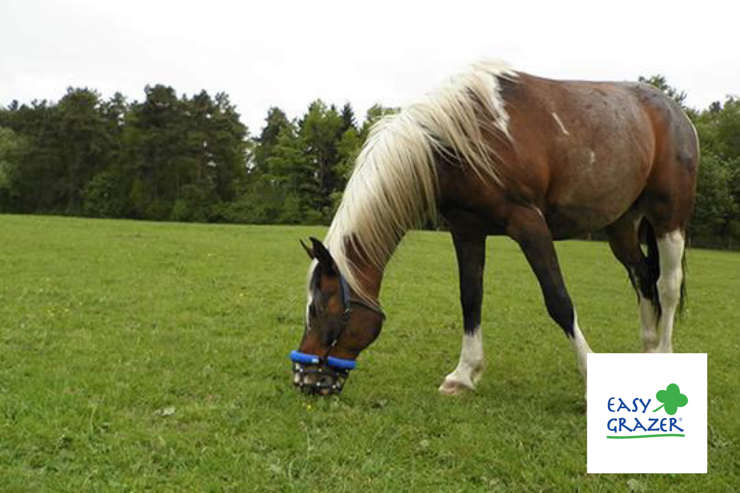 Was ist der Unterschied zwischen dem EasyGrazer® classic und dem EasyGrazer® neo?