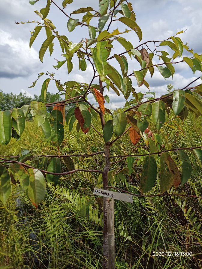 Wir haben einen Baum gepflanzt.