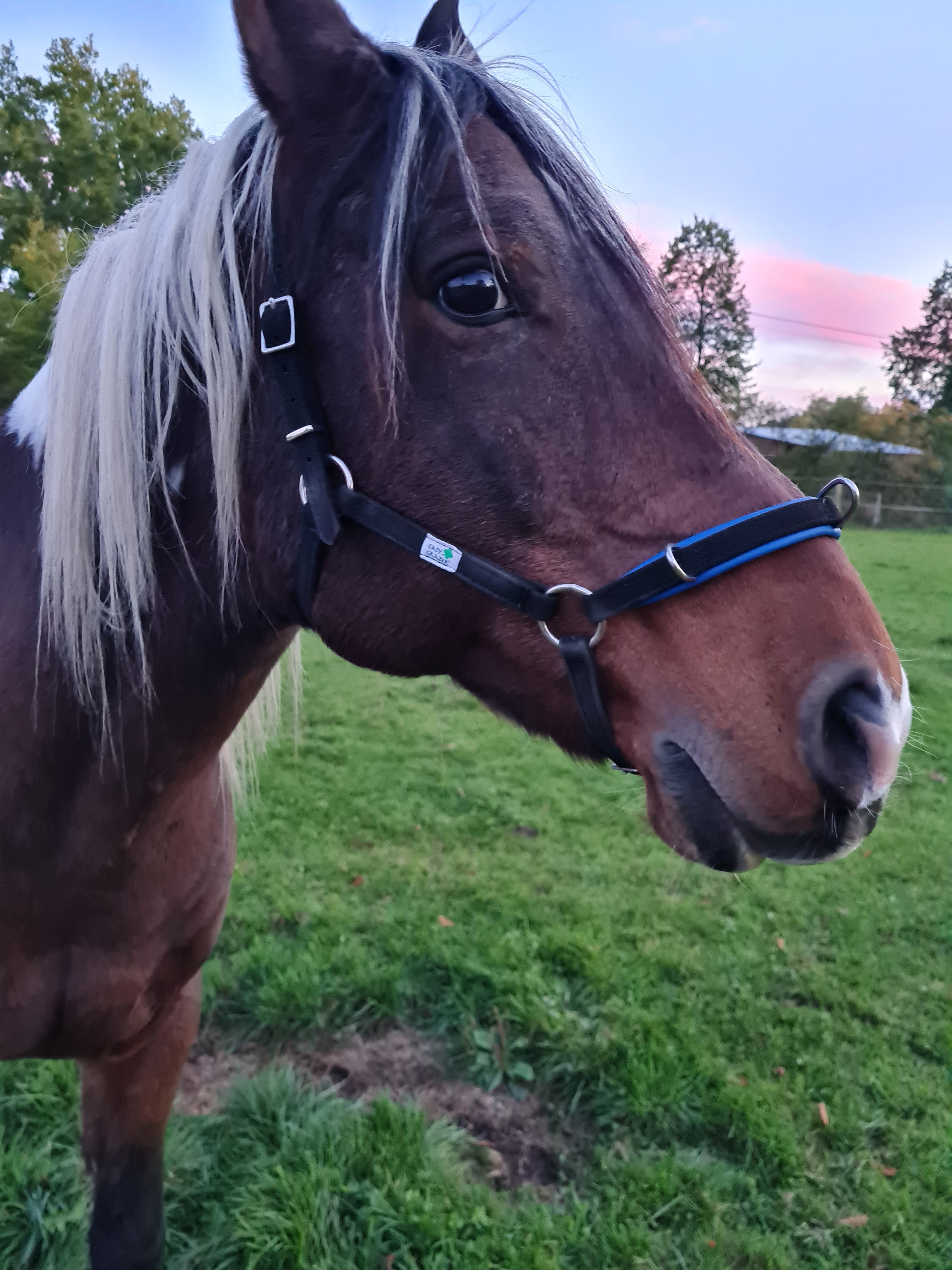 EasyBridle® gebisslose Zäumung